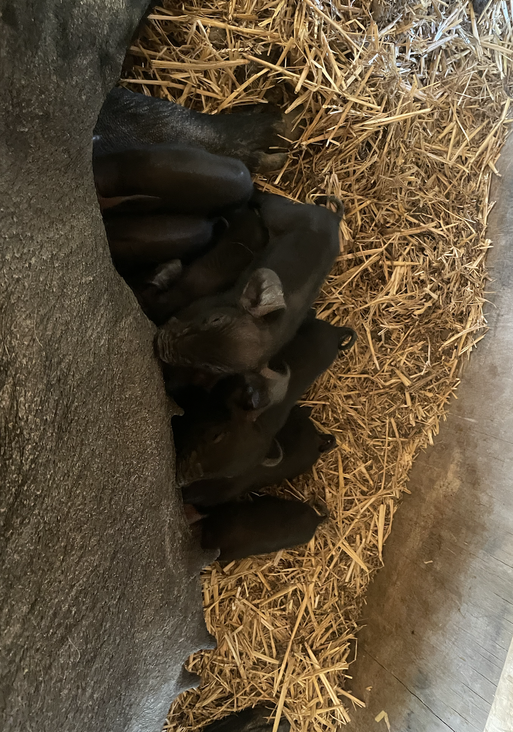 Duchess has had her litter!