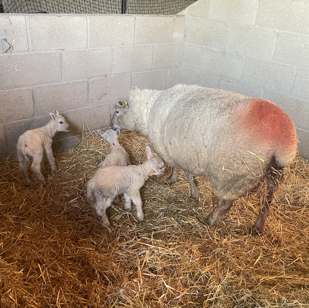 Lambing time!